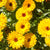 Fiesta Gitana Calendula Seeds FL2053-1