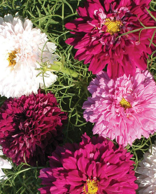 Double Click Assorted cosmos Seeds FL2031 1
