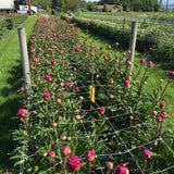 Trellis Netting 6x6" Squares