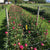 Trellis Netting 6x6" Squares