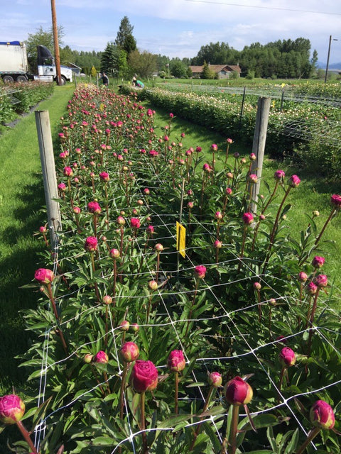 Trellis Netting 6x6" Squares
