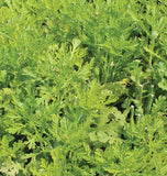 Frilly Edible Chrysanthemum Shungiku Seeds MU534-1