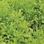 Frilly Edible Chrysanthemum Shungiku Seeds MU534-1
