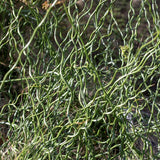 Twister Juncus effusus 'Spiralis'