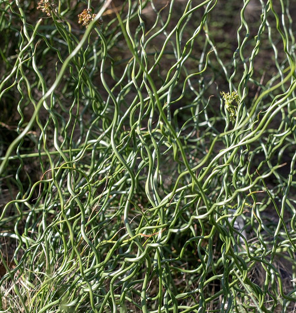 Twister Juncus effusus 'Spiralis'
