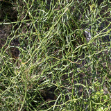 Twister Juncus effusus 'Spiralis'