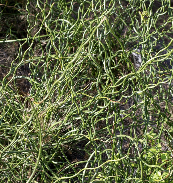 Twister Juncus effusus 'Spiralis'