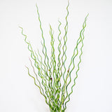 Twister Juncus effusus 'Spiralis'