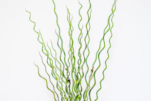 How to Grow Fall Rye – West Coast Seeds