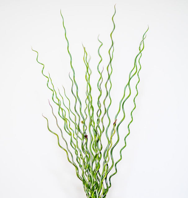 Twister Juncus effusus 'Spiralis'