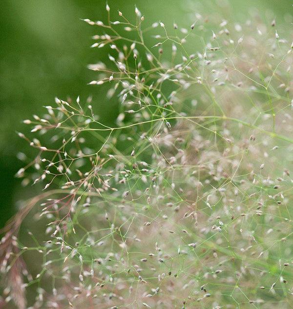 Cloud Grass Seeds