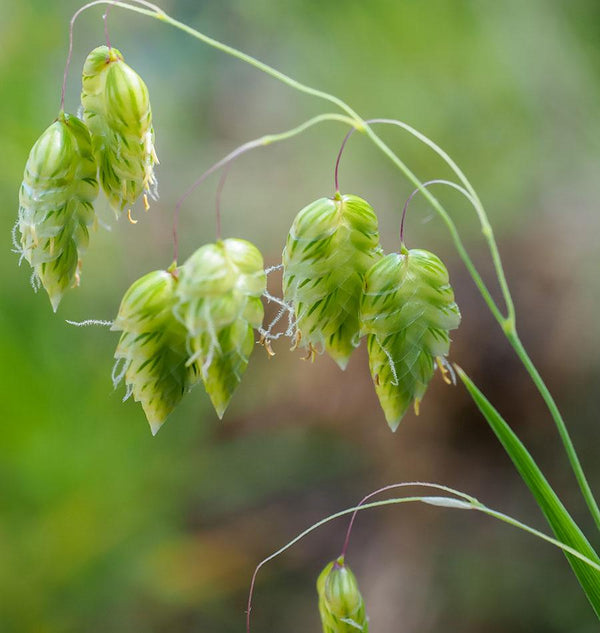 Quaking Grass Seeds