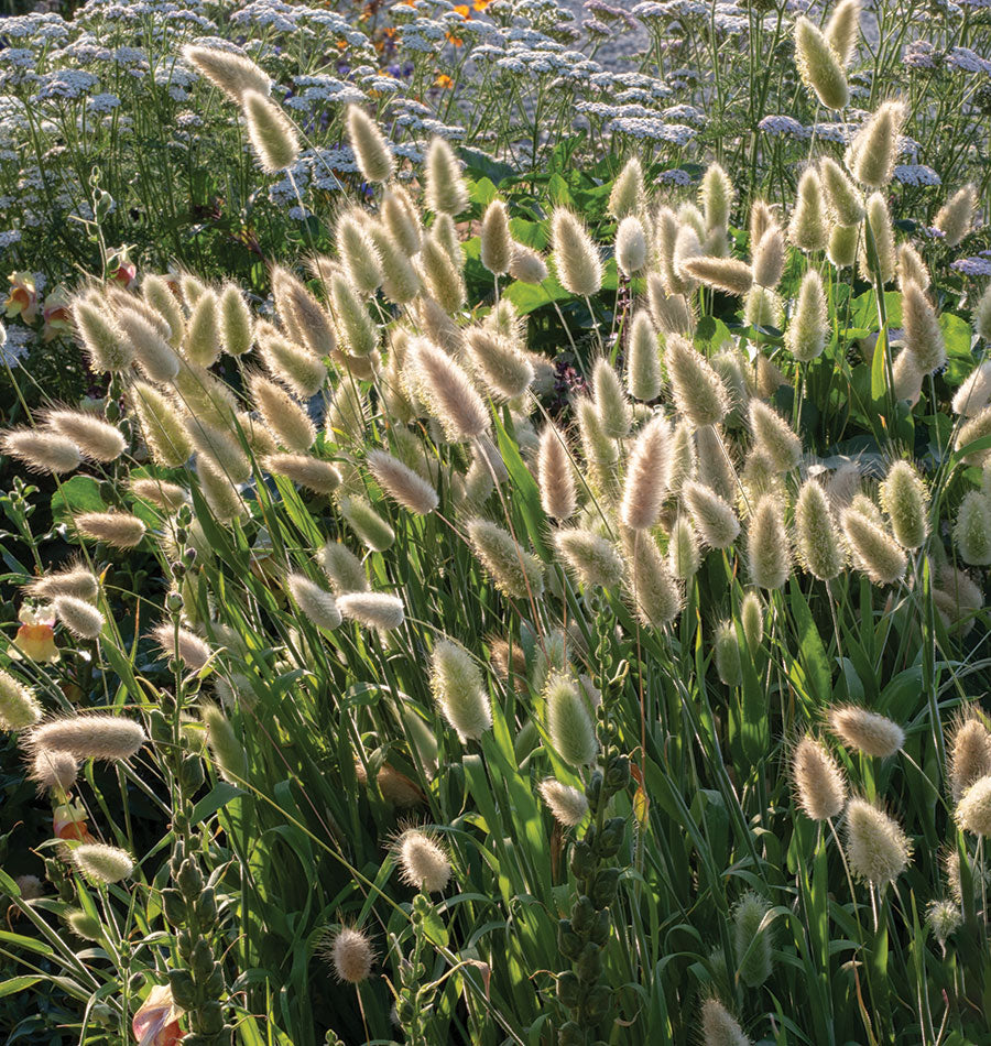 planting bunny tail seeds Bunny Tails