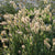 Bunny Tails
