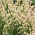 Bunny Tails