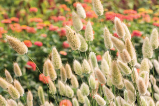 Bunny Tails