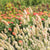 Bunny Tails