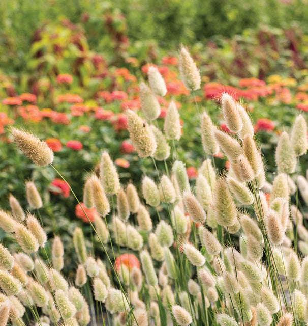 planting bunny tail seeds Bunny Tails – West Coast Seeds