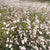 Bunny Tail Grass