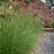Ruby Grass Seeds