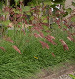 Ruby Grass Seeds