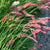 Ruby Grass Seeds
