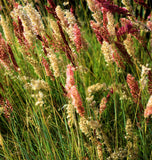 Ruby Grass Seeds