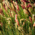 Ruby Grass Seeds