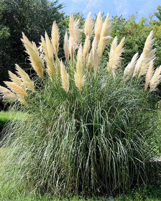Pampas on sale grass seeds