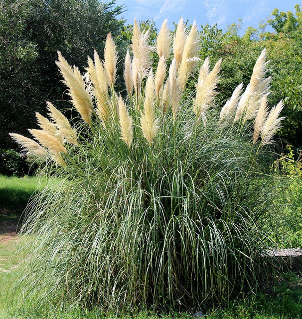 best time to plant pampas grass seeds White Pampas Grass