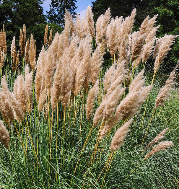 Pink Pampas Grass – West Coast Seeds