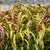 Copper Prince Ornamental Grass Seeds