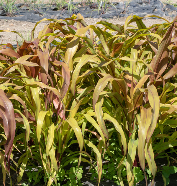 Copper Prince Ornamental Grass Seeds