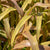 Copper Prince Ornamental Grass Seeds