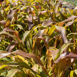 Copper Prince Ornamental Grass Seeds