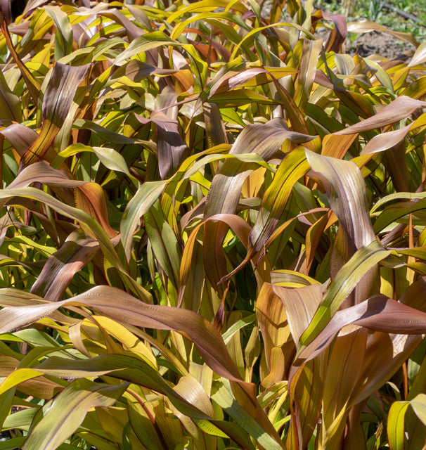 Copper Prince Ornamental Grass Seeds