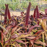 Copper Prince Ornamental Grass Seeds