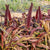 Copper Prince Ornamental Grass Seeds