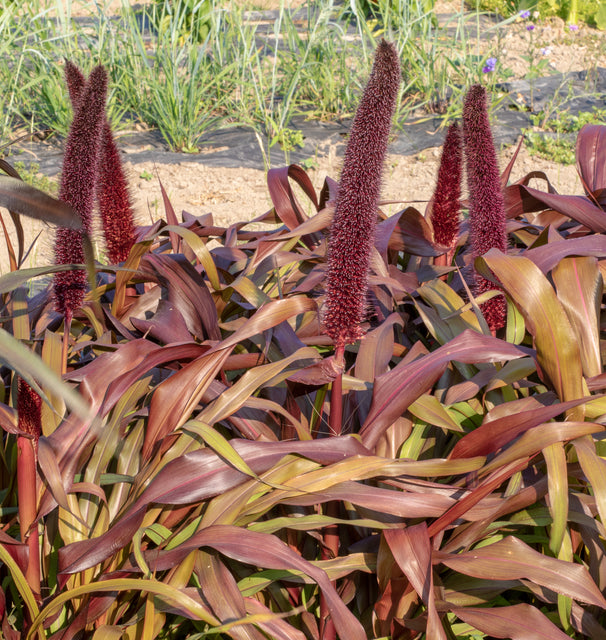 Copper Prince Ornamental Grass Seeds