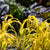 Jade Princess Millet Seeds