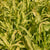 Jade Princess Millet Seeds