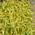 Jade Princess Millet Seeds