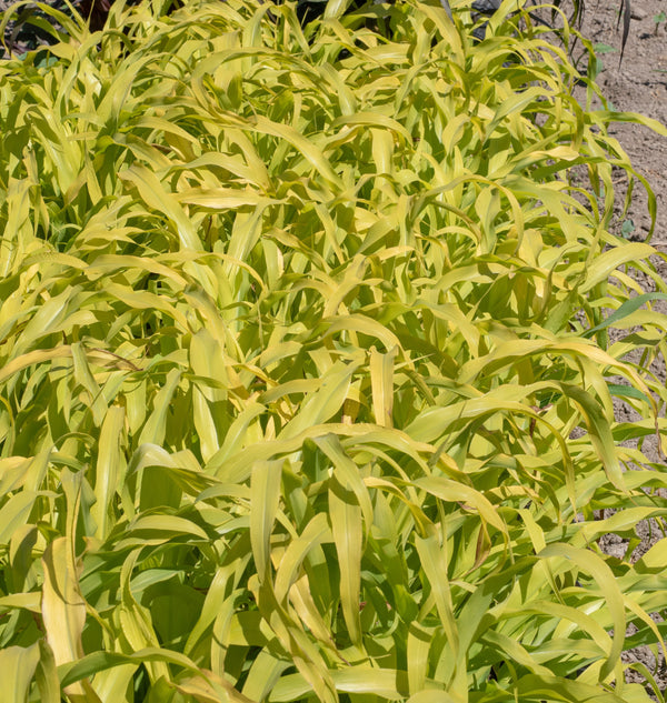 Jade Princess Millet Seeds