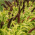 Jade Princess Millet Seeds