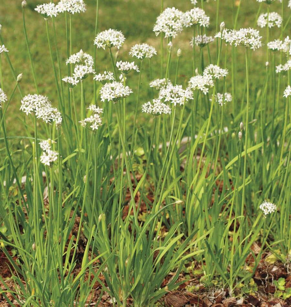 Garlic Chives Seeds HR1070-1