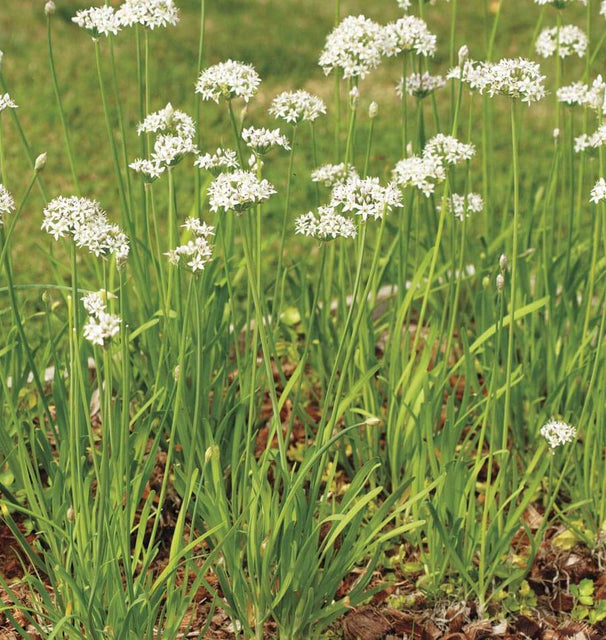 west coast seeds garlic planting Garlic Chives