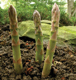 Guelph Millennium Asparagus Crowns
