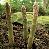 Guelph Millennium Asparagus Crowns