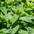 Peppermint