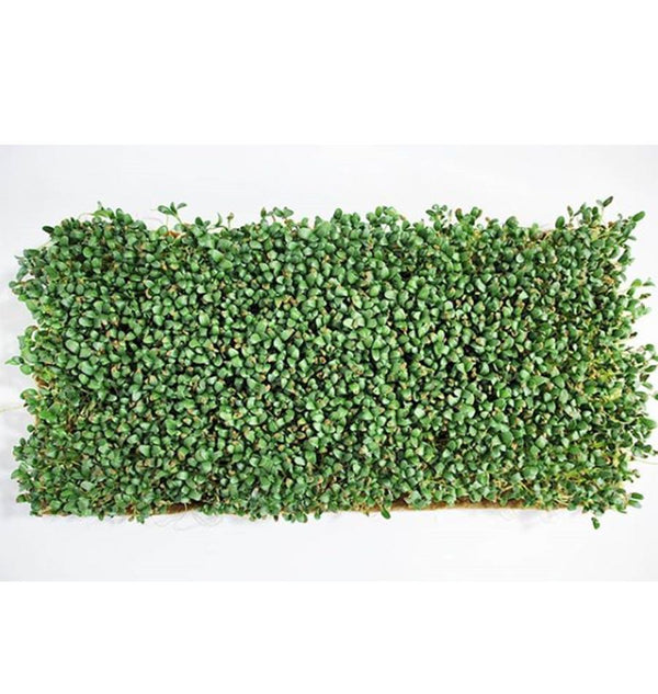 Terrafibre Hemp Grow Mat 10 x 20